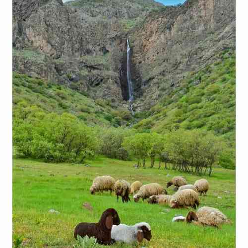 محمد اسدیان سیاهه ای شب تارم چون کنج قفس زندون